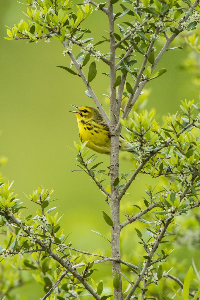 Detail of Prairie Warbler perching on small tree by Anonymous