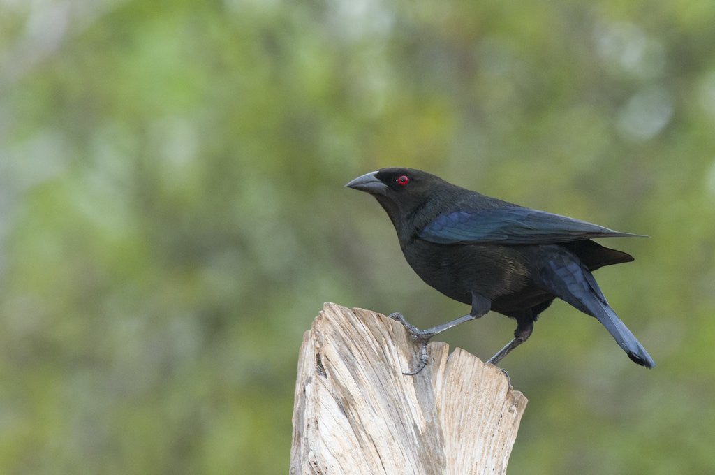 Detail of Bronzed Cowbird perching on tree trunk by Anonymous