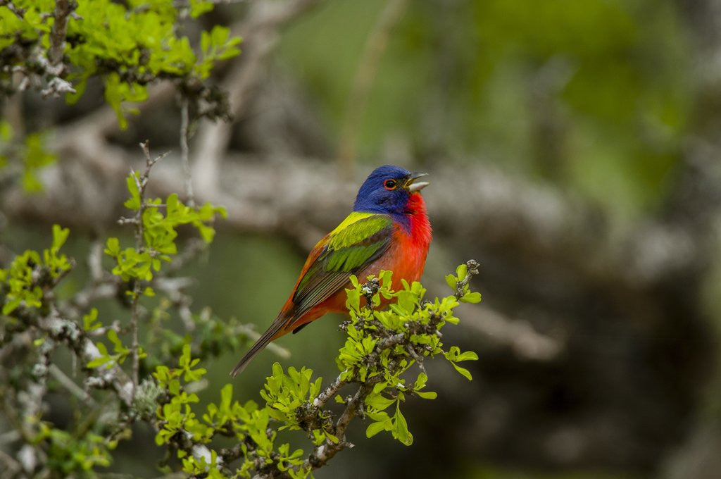 Detail of Painted Bunting perching on twig by Anonymous