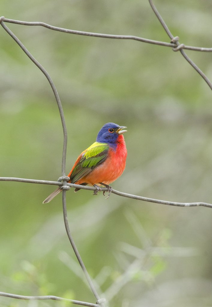 Painted Bunting perching on wire fence by Corbis