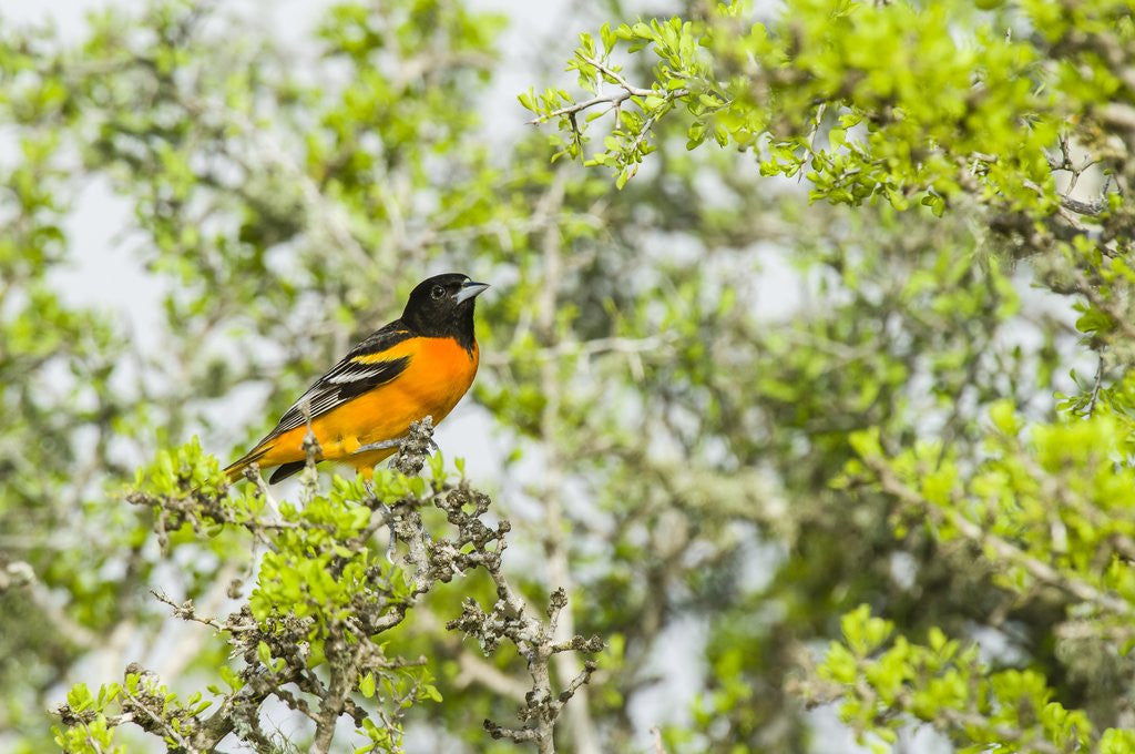 Detail of Baltimore Oriole by Anonymous