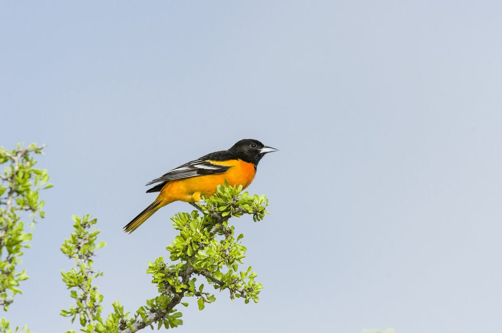 Detail of Baltimore Oriole by Anonymous