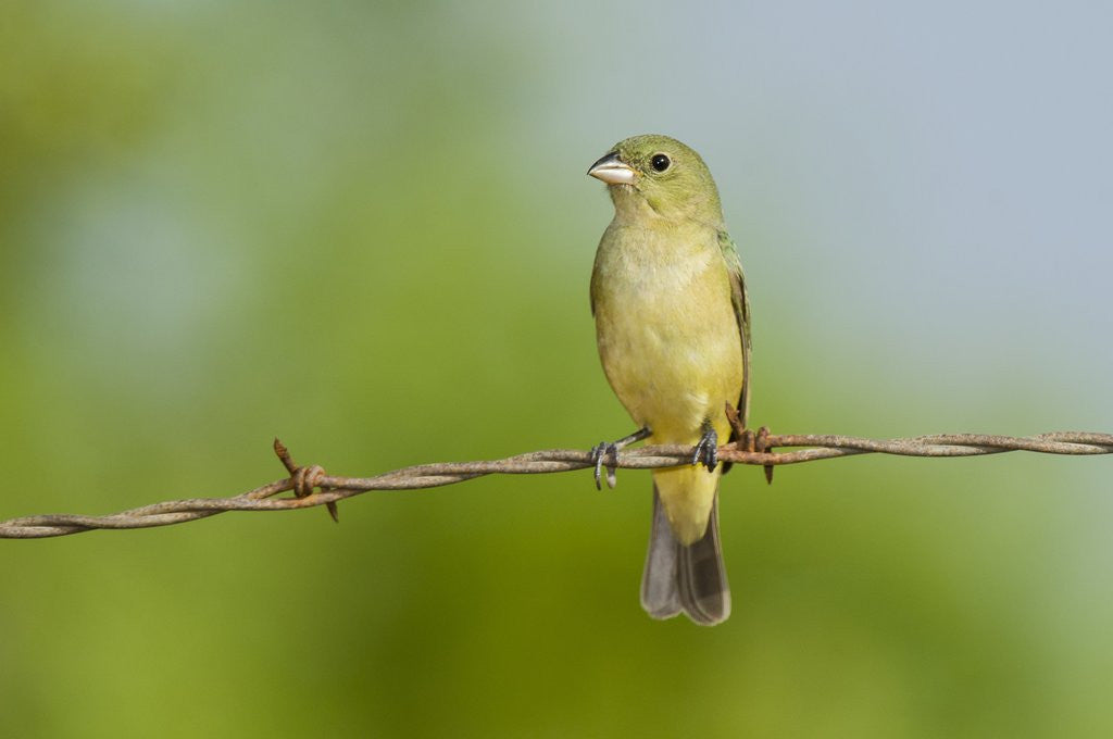 Detail of Olive Sparrow by Anonymous