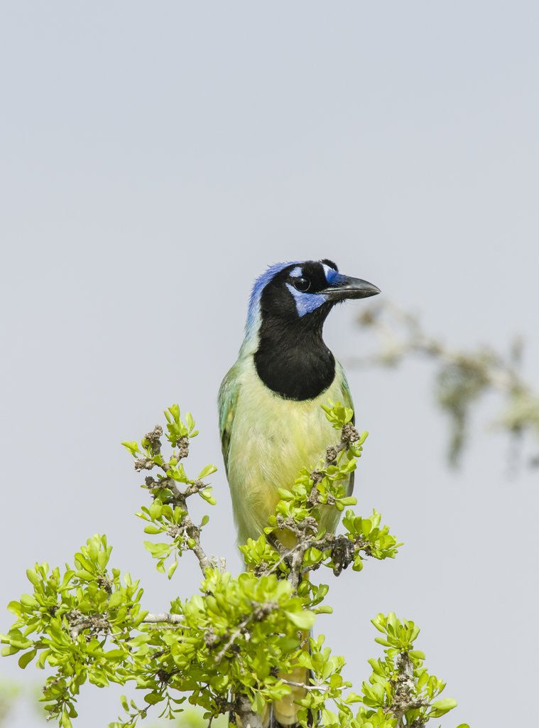 Detail of Green Jay by Anonymous