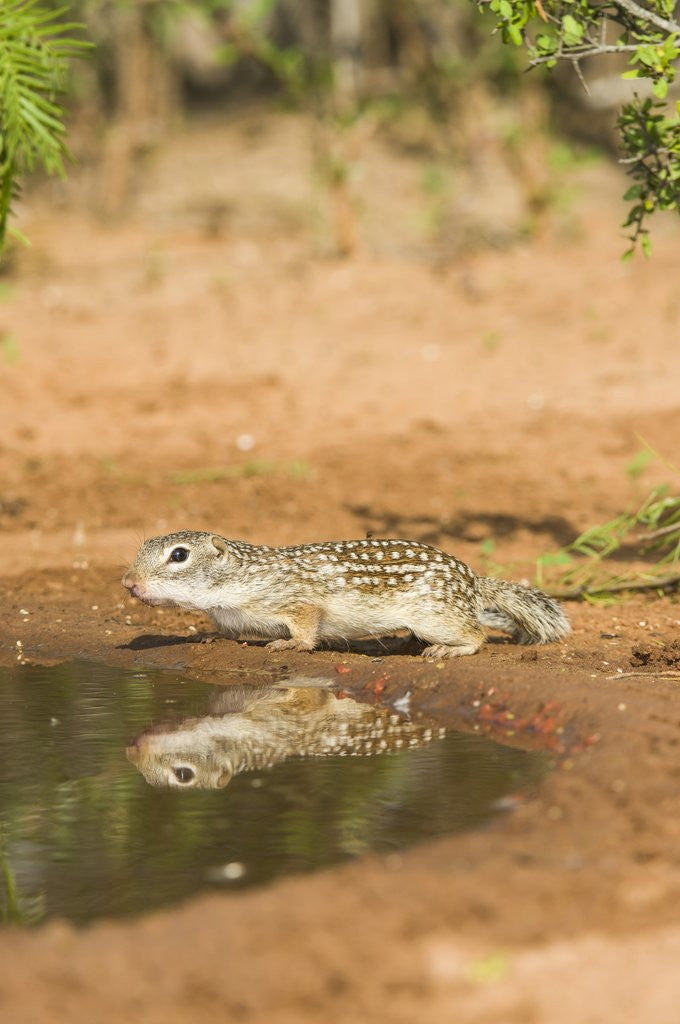 Detail of Mexican Ground Squirrel by Anonymous