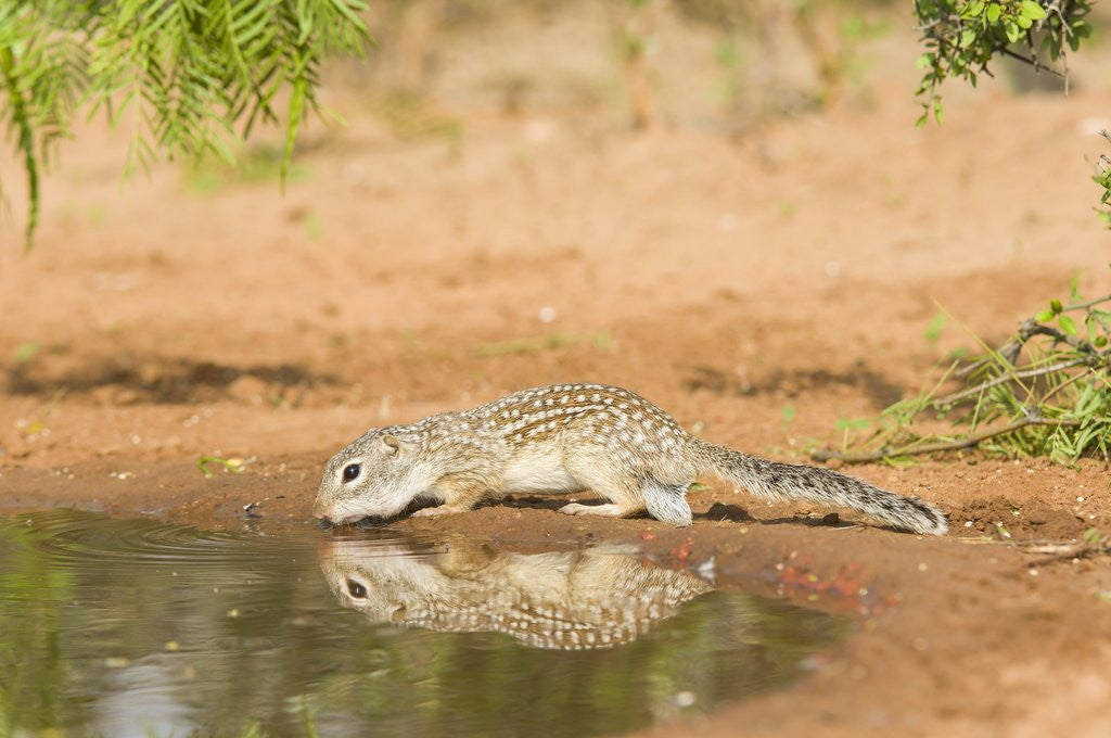 Detail of Mexican Ground Squirrel by Anonymous