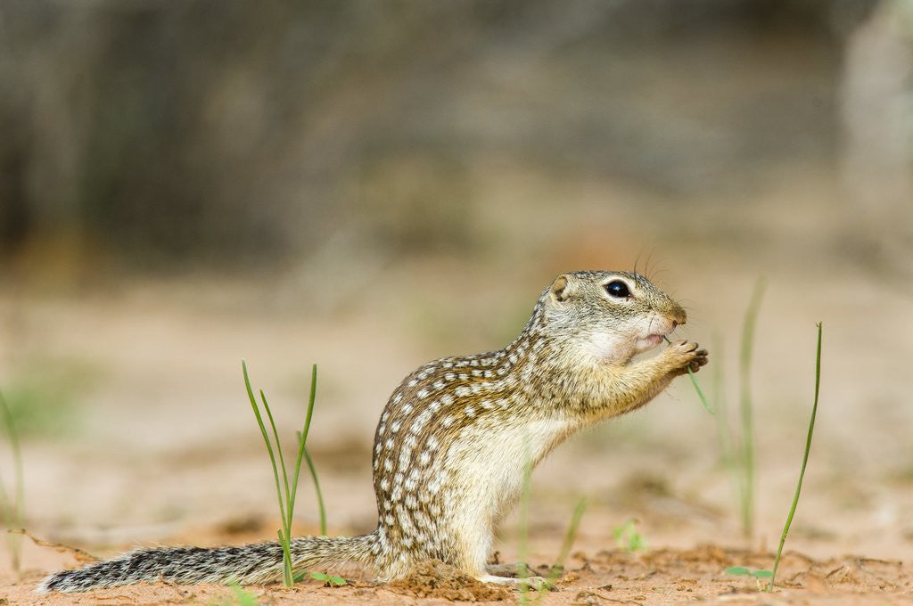 Detail of Mexican Ground Squirrel by Anonymous
