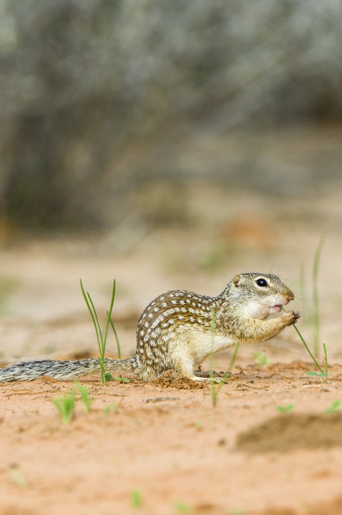 Detail of Mexican Ground Squirrel by Anonymous