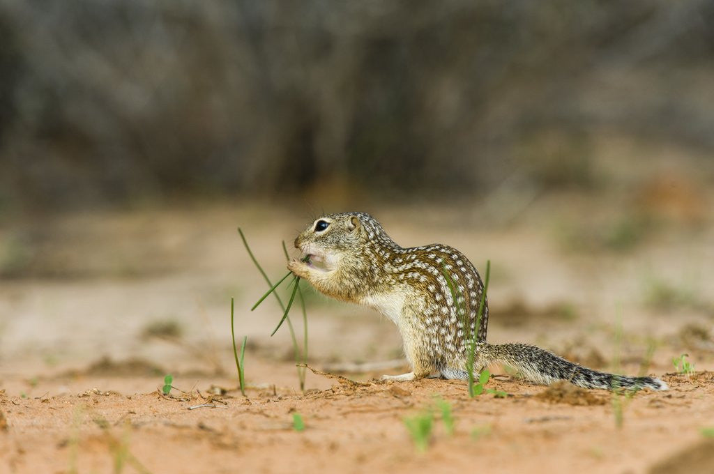 Detail of Mexican Ground Squirrel by Anonymous
