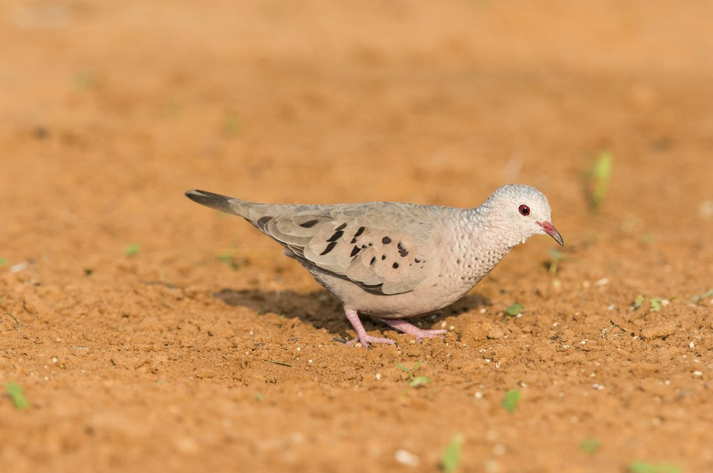 Detail of Common Ground Dove by Anonymous