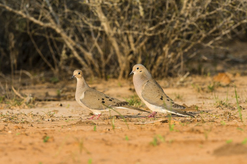 Detail of Mourning Dove by Anonymous