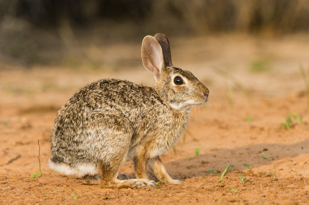 Detail of Eastern Cottontail Rabbit by Anonymous