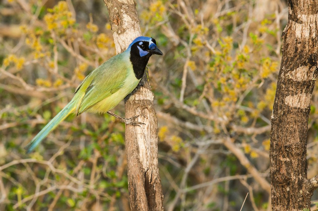 Detail of Green Jay by Anonymous