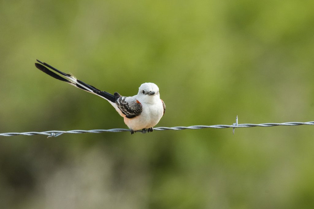 Detail of Scissor-tailed Flycatcher by Anonymous