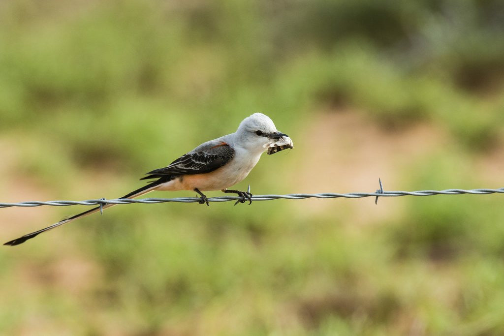 Detail of Scissor-tailed Flycatcher by Anonymous