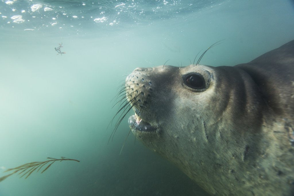 Detail of Elephant seal in Livingstone Island, Antarctica by Anonymous