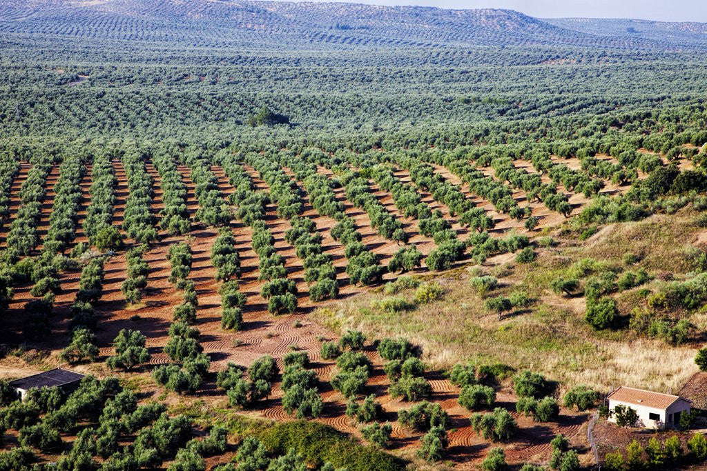 Detail of Olive trees seen from town of Banos de la Encina in Spain by Anonymous