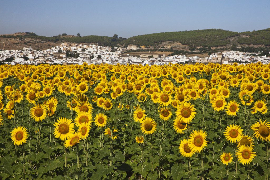 Detail of Sunflower fields near the white town of Bornos by Anonymous