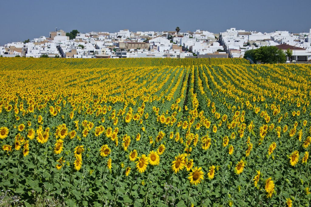 Detail of Sunflower fields near the white town of Villamartin, Spain by Anonymous