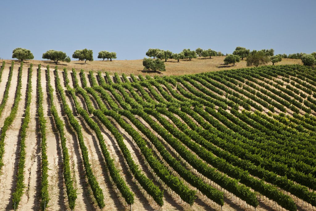 Detail of Vineyard field and olive grove in Spain by Anonymous