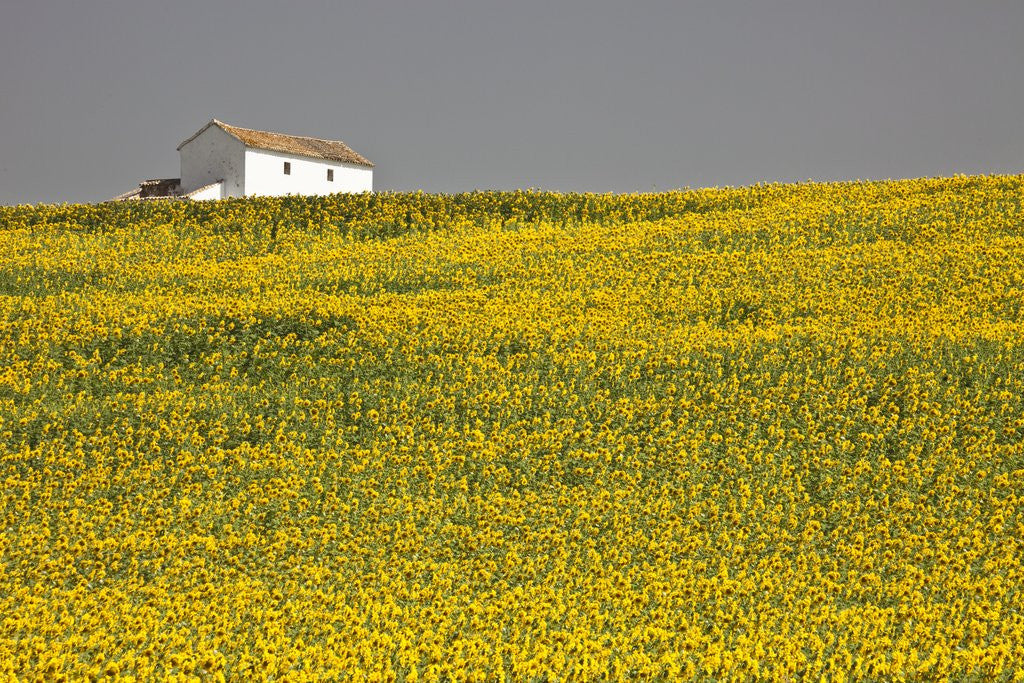Detail of White house above sunflower field in Spain by Anonymous