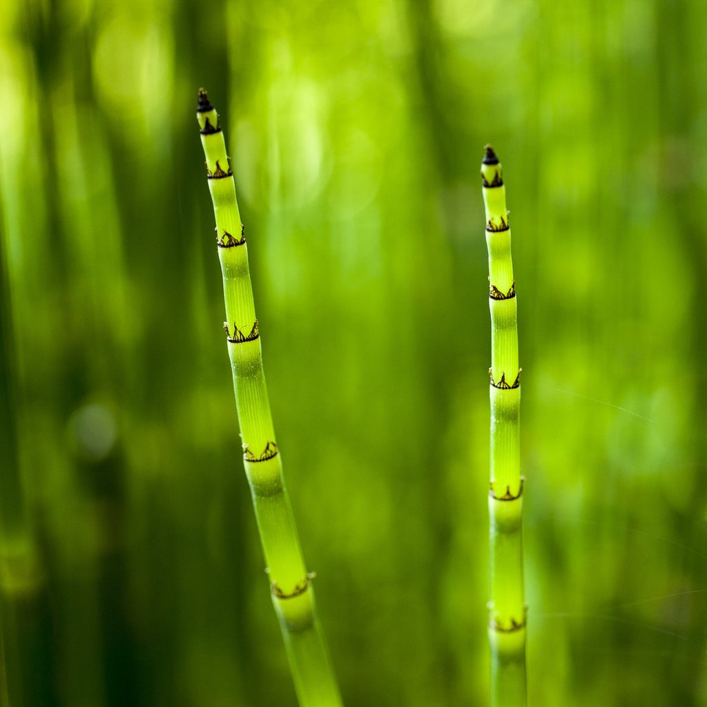 Detail of Back-lit horsetail plants by Anonymous