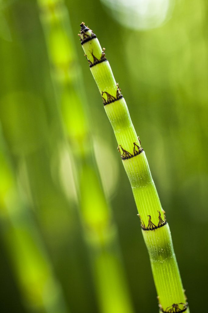 Detail of Back-lit horsetail plants by Anonymous