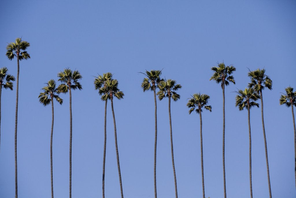 Detail of Row of palm trees by Anonymous
