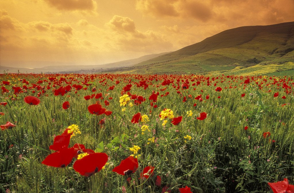 Detail of Red wild poppies in Galilee by Anonymous