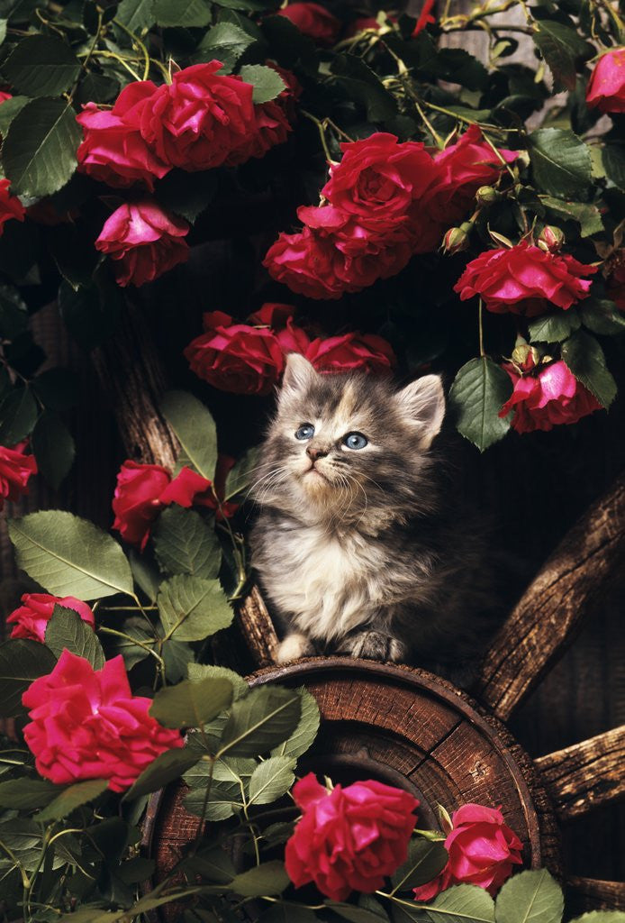 Detail of 1980s blue calico longhaired kitten amid red roses by Anonymous