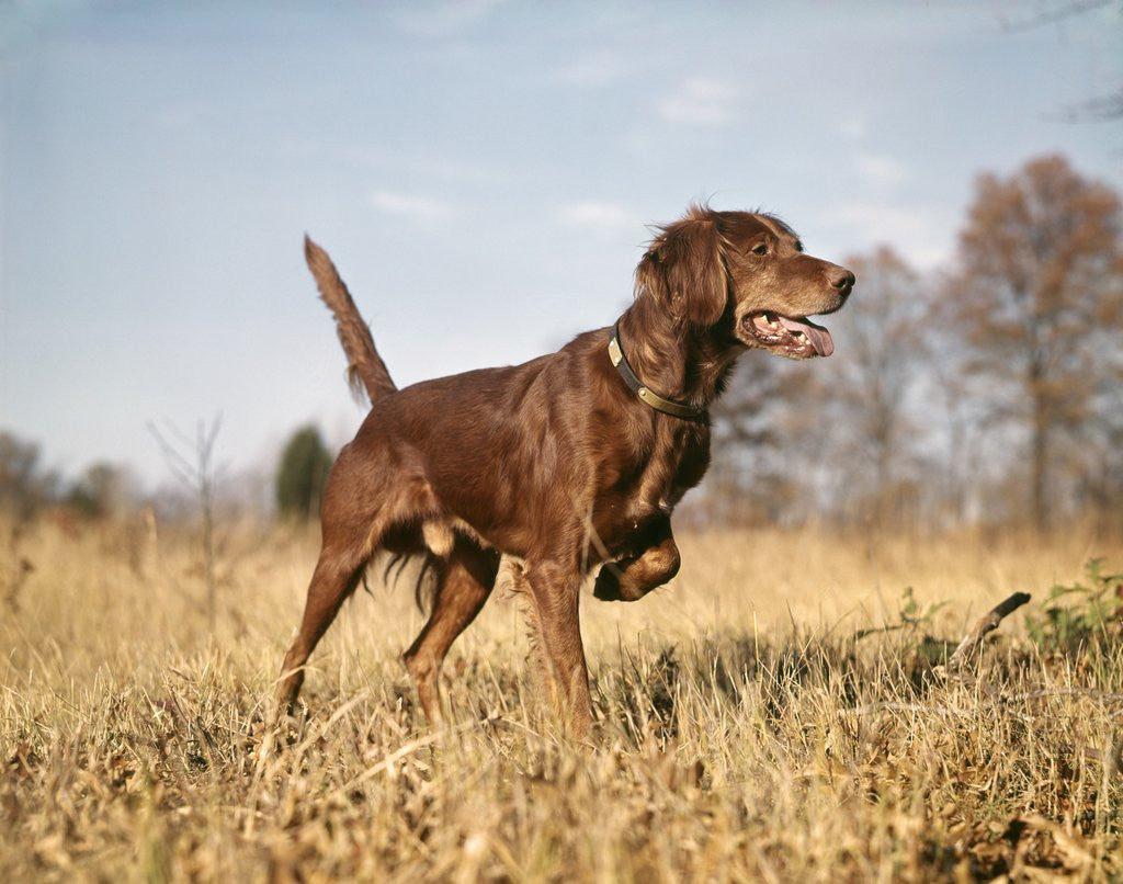 Detail of 1960s Irish setter hunting dog pointing in autumn field by Corbis