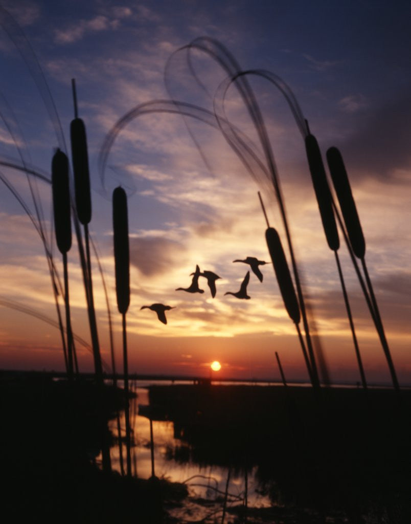 Detail of 1980s silhouetted ducks flying in sunset by Anonymous