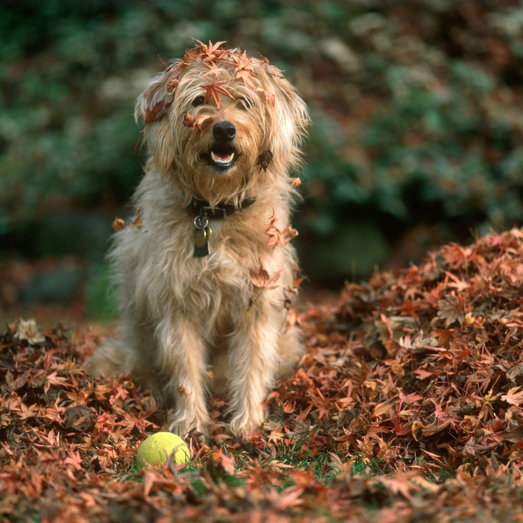 Detail of 1980s shaggy beige and white dog looking at the camera by Anonymous