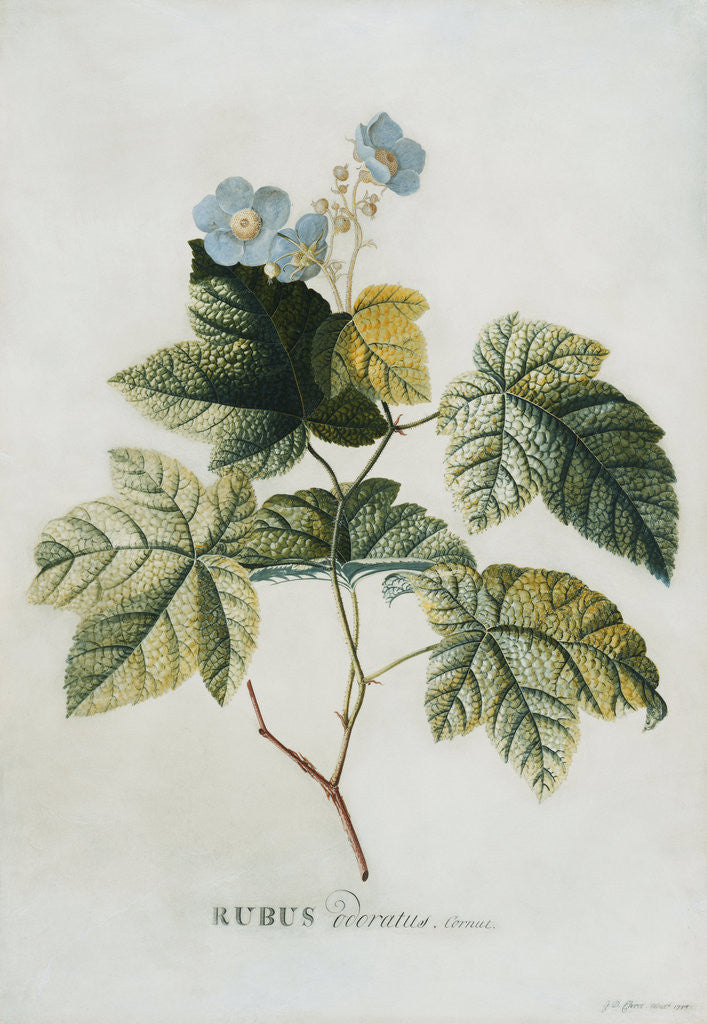 Detail of Rubus by Georg Dionysius Ehret