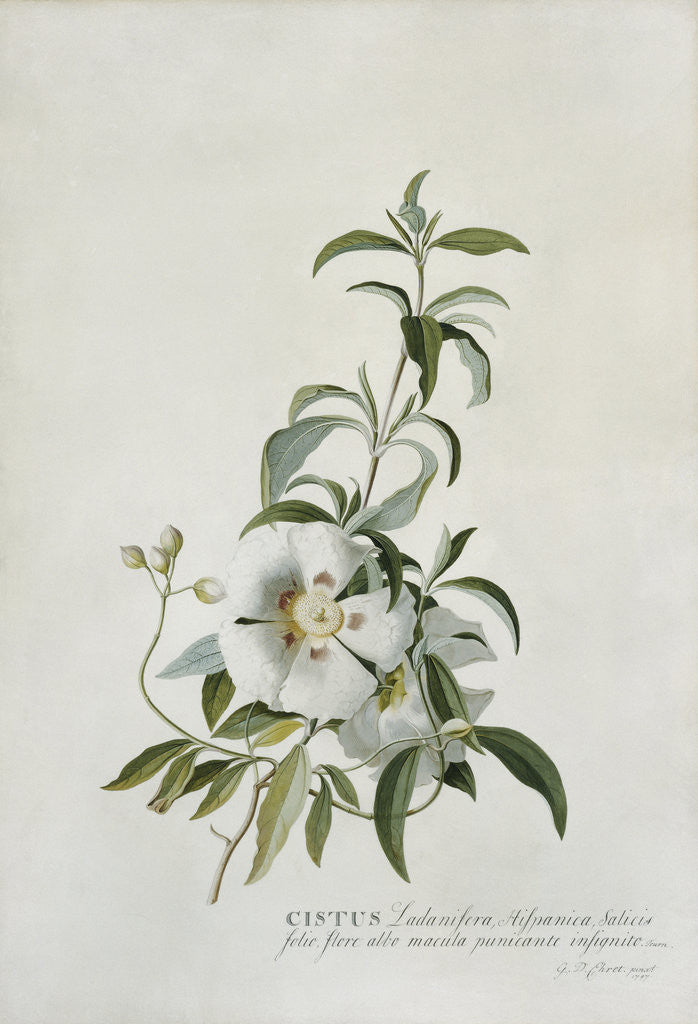 Detail of Cistus by Georg Dionysius Ehret