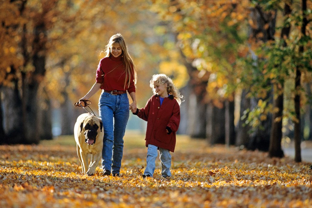 Detail of Mother and child walking dog in autumn by Anonymous