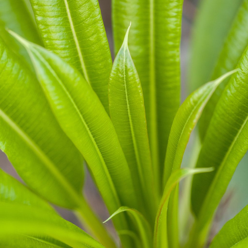 Detail of Easter Blue Star plant by Anonymous