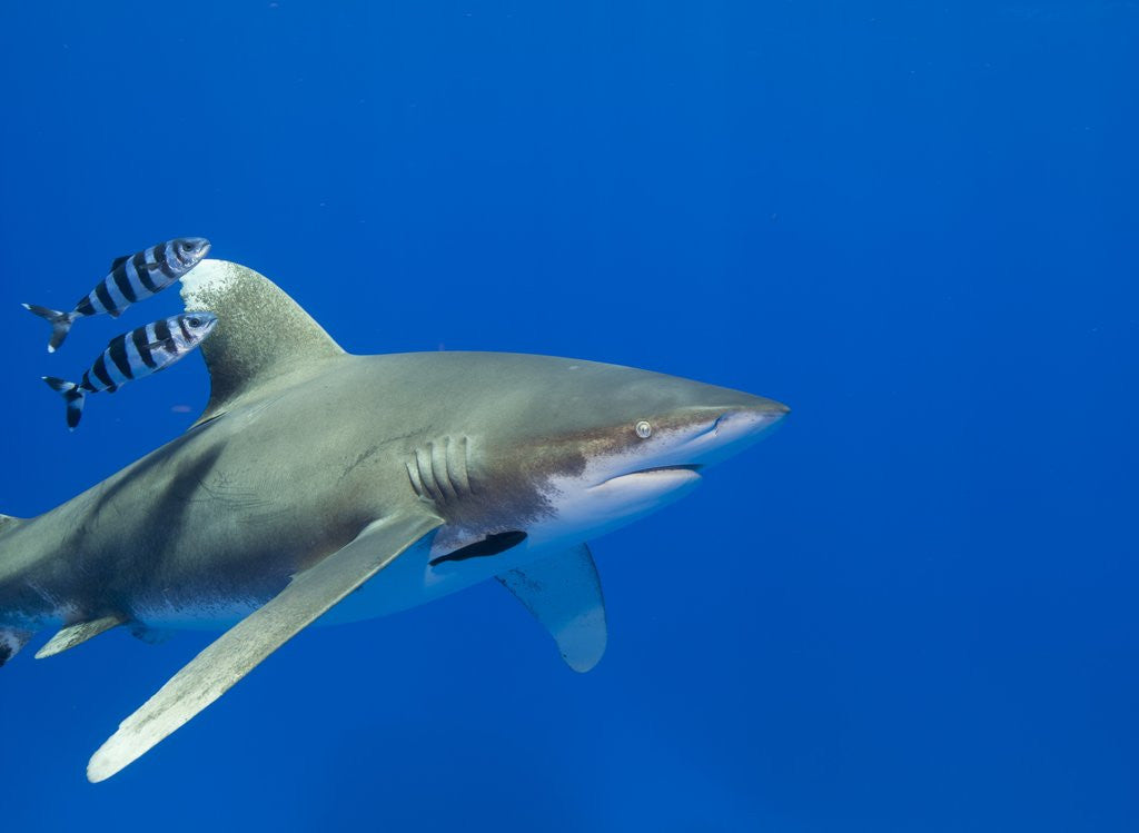 Detail of Oceanic whitetip (Carcharhinus longimanus) by Anonymous