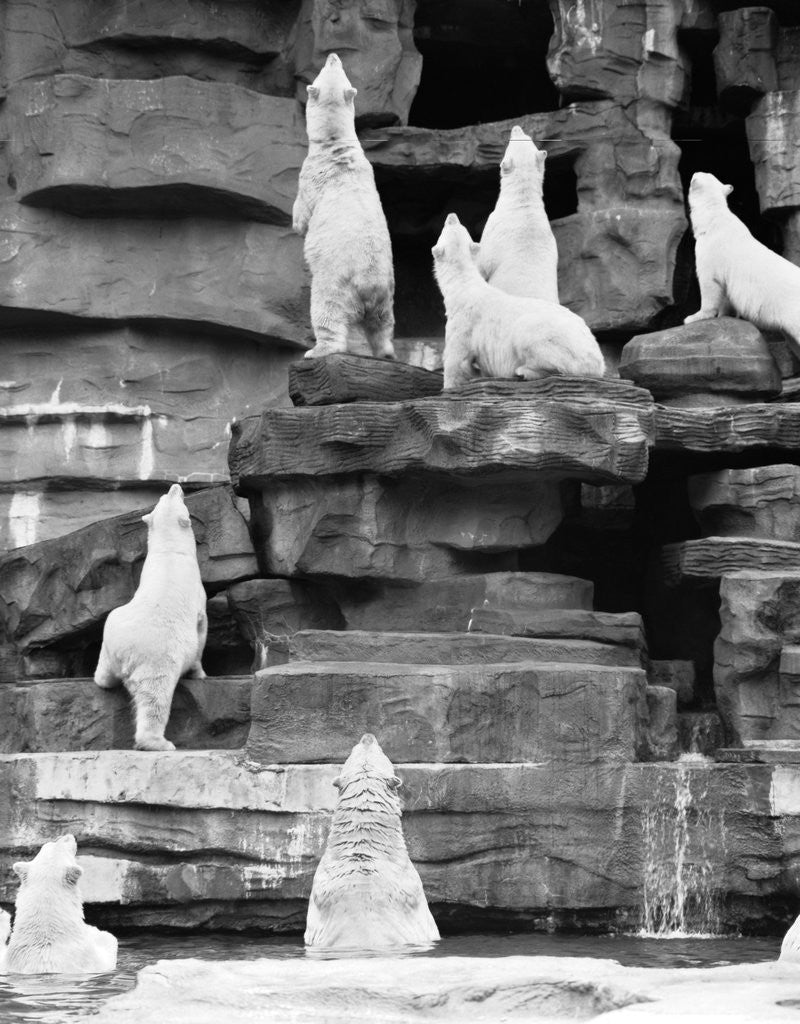 Detail of 1960s group of polar bears standing on rocks and looking upwards by Anonymous