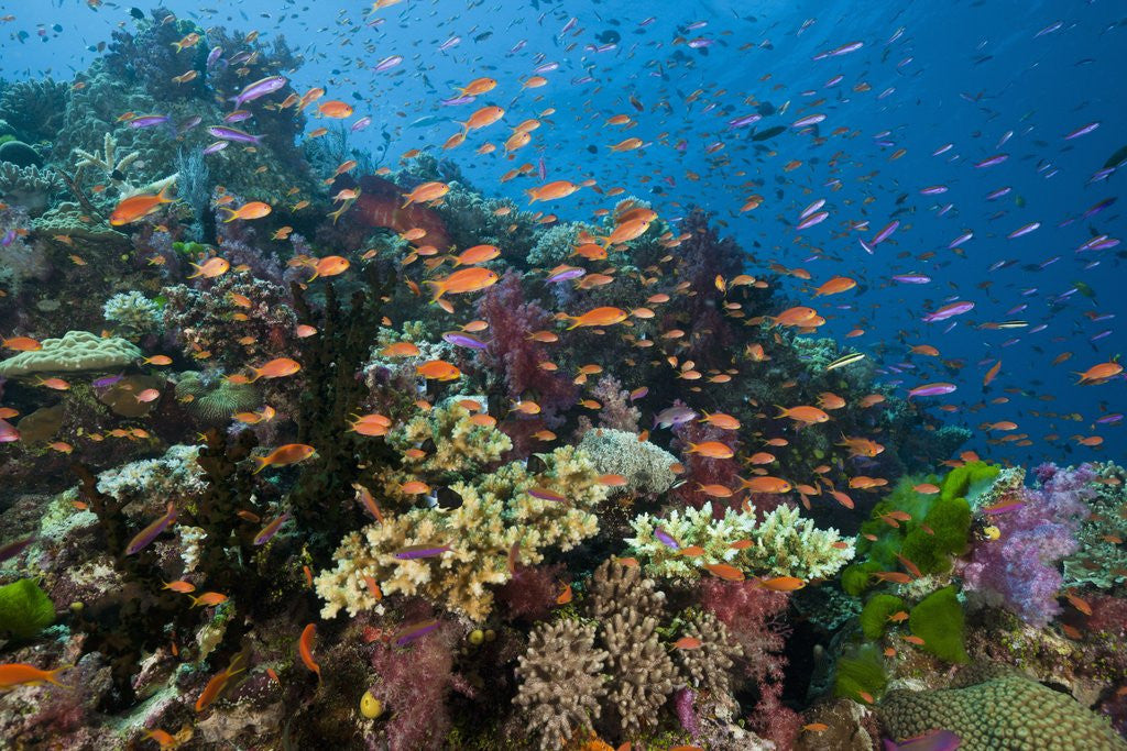 Detail of Lyretail Anthias (Pseudanthias squamipinnis) in Coral Reef by Anonymous