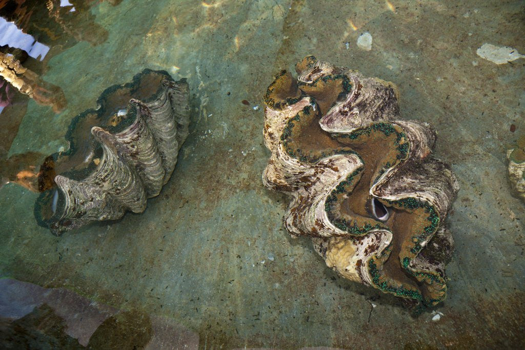 Detail of Giant Clam Farm by Anonymous
