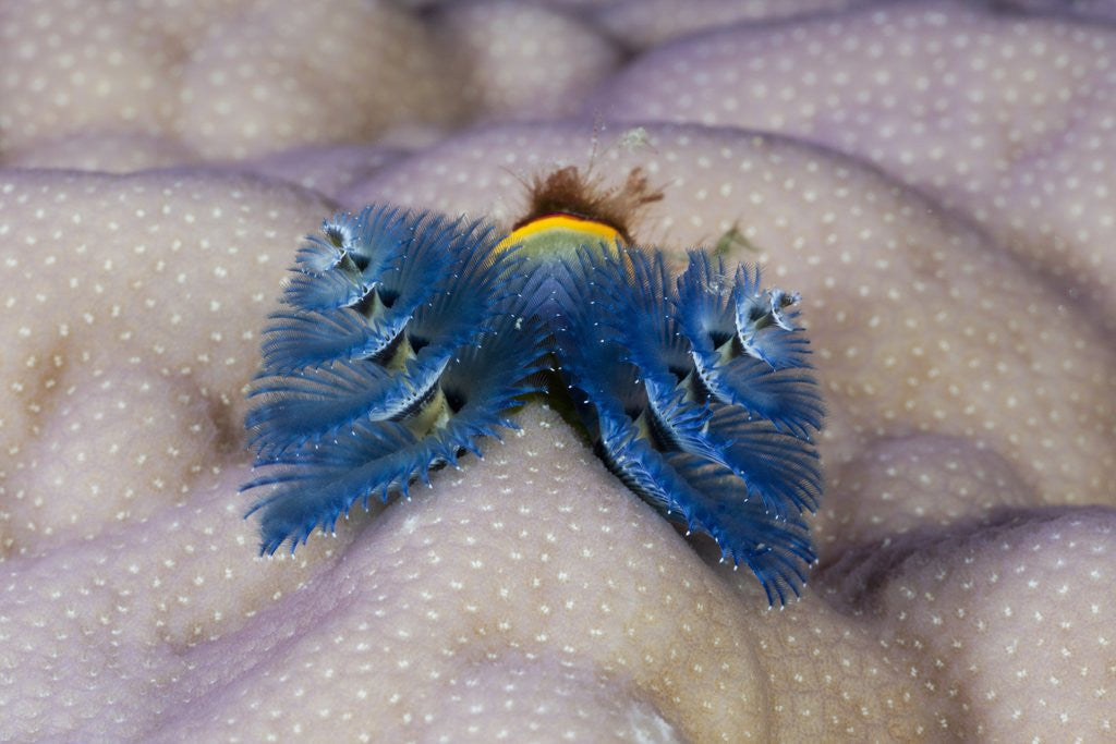 Detail of Blue Christmas Tree Worm (Spirobranchus giganteus) by Anonymous