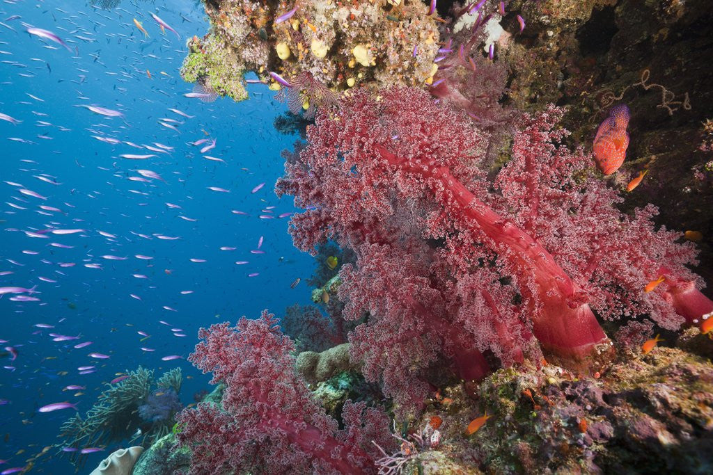 Detail of Fiji Coral Reef by Anonymous