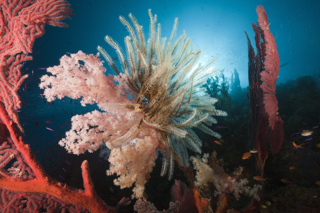 Detail of Soft Corals on reef by Anonymous