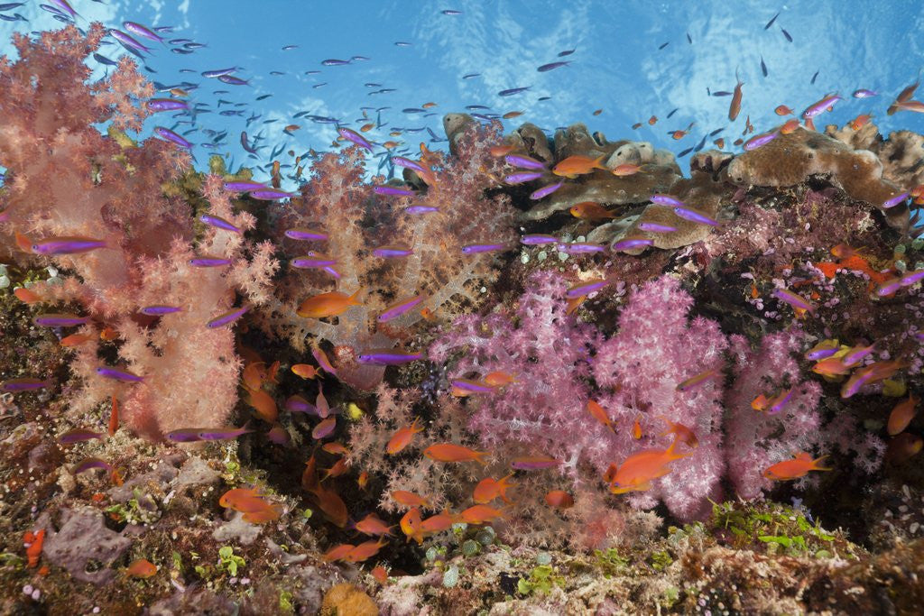 Detail of Colorful Fiji Coral Reef by Anonymous