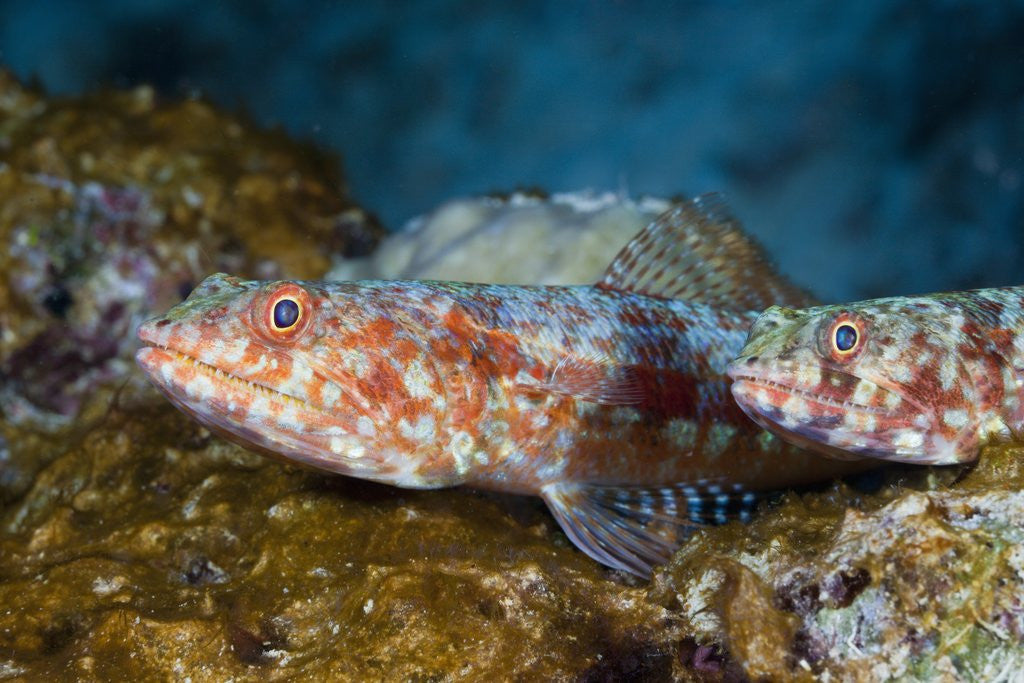 Detail of Variegated Lizardfish (Synodus variegatus) by Anonymous