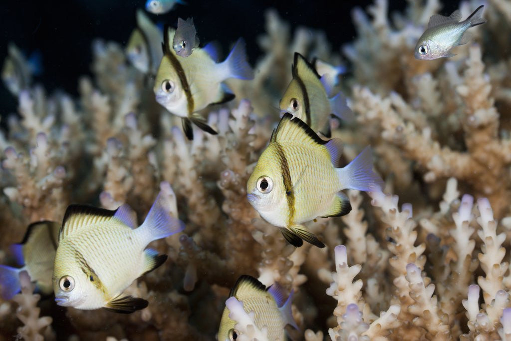 Detail of Reticulated Damselfish (Dascyllus reticulatus) by Anonymous