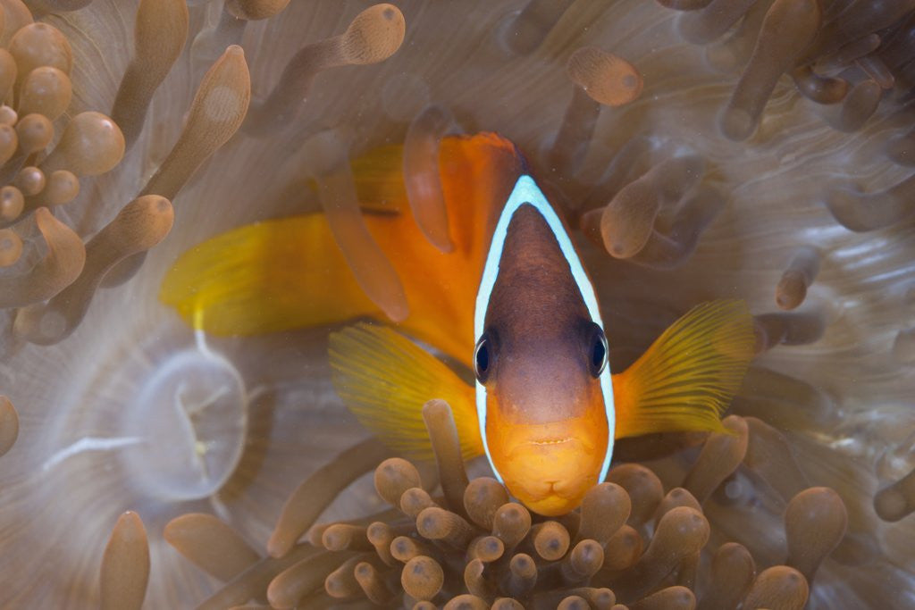 Detail of Tomato Anemonefish (Amphiprion frenatus) by Anonymous