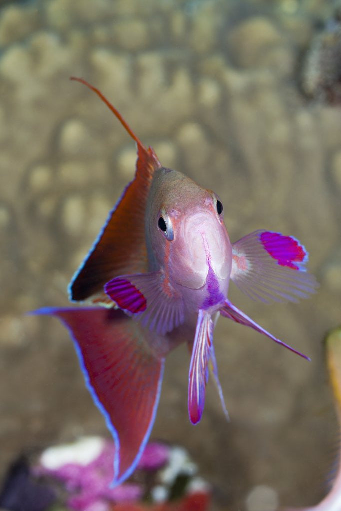 Detail of Lyretail Anthias (Pseudanthias squamipinnis) by Anonymous