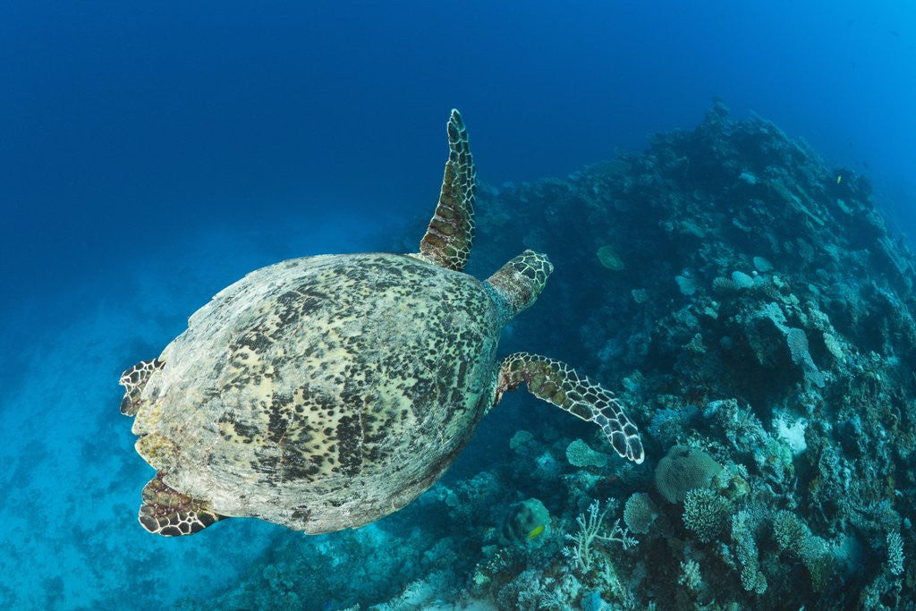 Detail of Hawksbill Turtle (Eretmochelys imbricata) by Anonymous